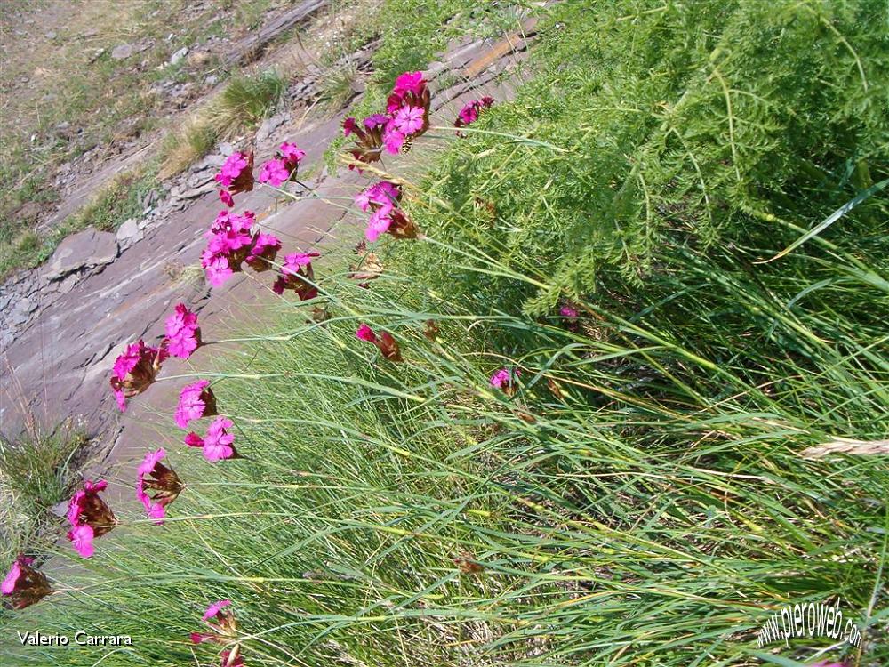 Tanti altri fiori sempre nella conca dei Campelli (12).jpg